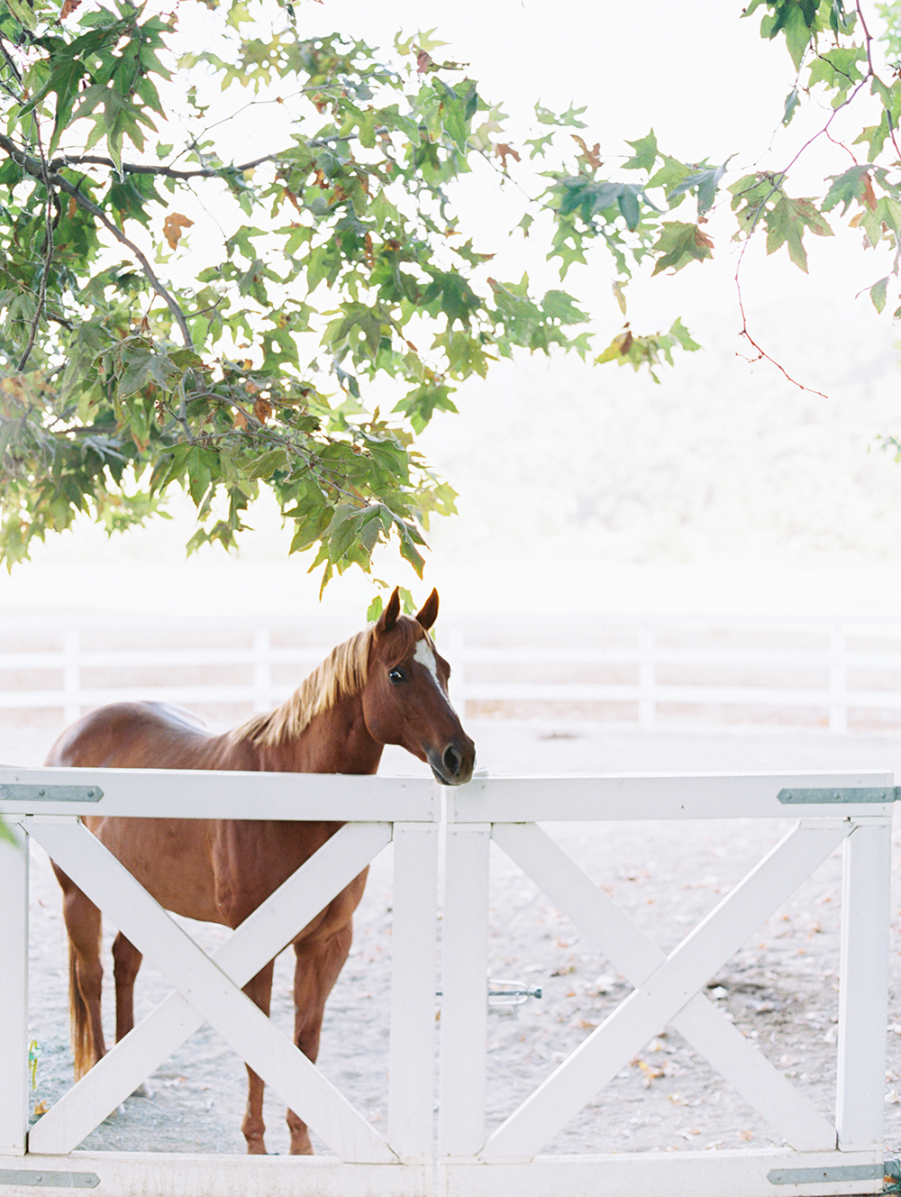 Luna de Mare Photography, Kestrel Park Engagement, Central Coast Engagement, Ojai Wedding Photographer, Santa Ynez Engagement Photos