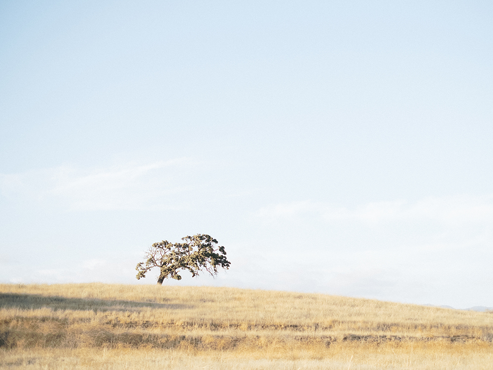 Luna de Mare Photography, Kestrel Park Engagement, Central Coast Engagement, Ojai Wedding Photographer, Santa Ynez Engagement Photos